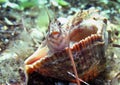 Tentacled Blenny Royalty Free Stock Photo