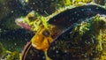 Tentacled blenny Parablennius tentacularis. Fish of the Black Sea Royalty Free Stock Photo