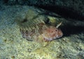 Tentacled blenny (Parablennius tentacularis), fish hiding in empty shells of mussels, Black Sea Royalty Free Stock Photo