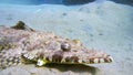 Tentacled flathead in the Red Sea, Egypt Royalty Free Stock Photo