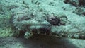 Tentacled flathead (Papilloculiceps longiceps)