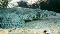 Tentacled flathead in the Red Sea, Egypt