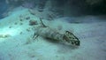 Tentacled flathead in the Red Sea, Egypt