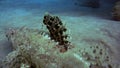 Tentacled flathead in the Red Sea, Egypt