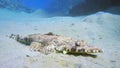 Tentacled flathead in the Red Sea, Egypt