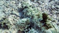 Tentacled flathead in the Red Sea, Egypt