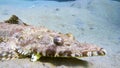 Tentacled flathead in the Red Sea, Egypt Royalty Free Stock Photo