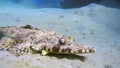 Tentacled flathead in the Red Sea, Egypt Royalty Free Stock Photo