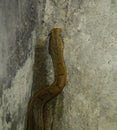 Tentacled Snake (Erpeton tentaculatum)