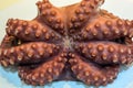 Tentacles of boiled octopus on a plate Royalty Free Stock Photo