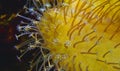 Tentacles of large sea anemone in a marine aquarium, macro photography in an aquarium with tropical reef fish Royalty Free Stock Photo