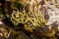 Tentacles of a Mediterranean snakelock sea anemone, Anemonia sulcata