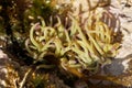 Tentacles of a Mediterranean snakelock sea anemone, Anemonia sulcata