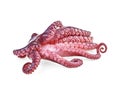 Tentacles of octopus isolated on white background Royalty Free Stock Photo