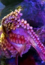 Tentacles of octopus vulgaris in aquarium