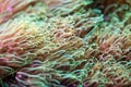 Tentacles of the soft coral Pachyclavularia violacea Royalty Free Stock Photo