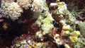 Tentacles of a worm, collecting detritus on a coral reef in the Red Sea