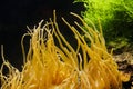 Tentacles of yellow anemone, marine anion.