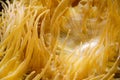 Tentacles of yellow anemone, marine anion, closeup