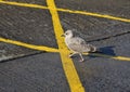 Tentative Young Sea Gull Walking on Yellow Lines Royalty Free Stock Photo