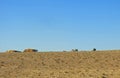 tents of a camp of a nomadic tribe in the middle of the desert