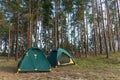 Tents in a coniferous forest.