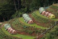 Tents on a terraced hillside