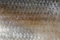 Tenualosa ilisha  hilsa herring terbuk fish Royalty Free Stock Photo