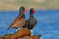 Teo Blakish oystercatcher, Haematopus ater, with oyster in the bill, black water bird with red bill. Bird feeding sea food, in the