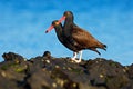 Teo Blakish Oystercatcher, Haematopus Ater, With Oyster In The Bill, Black Water Bird With Red Bill. Bird Feeding Sea Food, In The