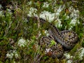 Teo viper snackesalig snake Royalty Free Stock Photo