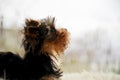 Teodor the Yorkie Royalty Free Stock Photo