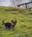 Teodor The Yorkie Royalty Free Stock Photo