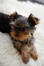 Teodor The Yorkie Royalty Free Stock Photo