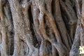 The texture of the centuries-old olive tree trunk