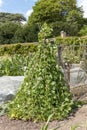 Tepary bean plant Royalty Free Stock Photo