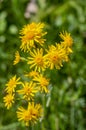 Tephroseris crispa perennial herbaceous flowering plant, meadow yellow orange flowers in bloom Royalty Free Stock Photo