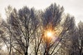 Tepid sunbeam passes through the branches of a tree covered by snow Royalty Free Stock Photo