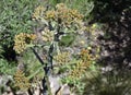 Tequila Agave Blooms looking down on top of the 19foot stalk from above Royalty Free Stock Photo