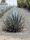 Tequila agave desaturated landscape with plants in color Royalty Free Stock Photo