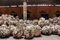 Tequila Agave in distillery waiting for processing, Jalisco Mexico