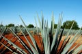 Tequila Royalty Free Stock Photo