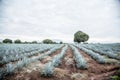 Tequila agave Landscape