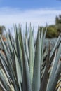 Tequila agave spines closeup