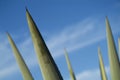 Tequila agave spines closeup