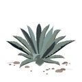 Tequila blue agave. Realistic vector illustration for label, poster, web