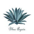 Tequila blue agave. Realistic vector illustration for label, poster, web