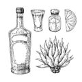Tequila bottle, blue agave, salt shaker and shot glass with lime. Mexican alcohol drink vector drawing. Royalty Free Stock Photo