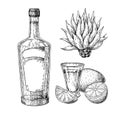 Tequila bottle, blue agave and shot glass with lime. Mexican alcohol drink vector drawing Royalty Free Stock Photo