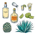 Tequila bottle, shot glass and agave root, vector color sketch illustration. Mexican alcohol drinks menu design elements Royalty Free Stock Photo